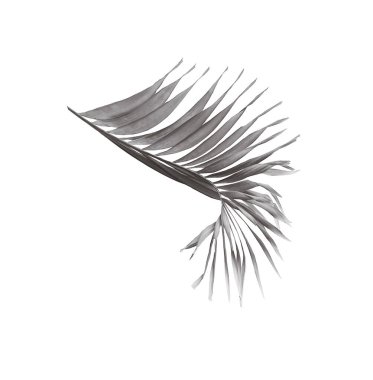 kırpma yolu ile beyaz arkaplanda izole siyah palmiye yaprağı