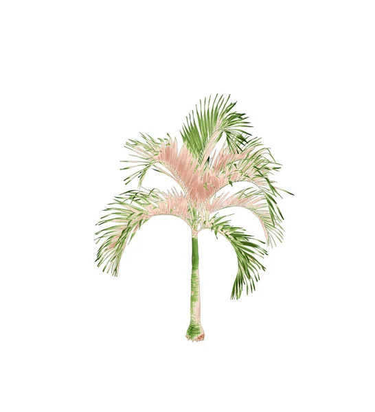Kokosnoot Palmblad Boom Geïsoleerd Witte Achtergrond Met Clipping Pad — Stockfoto