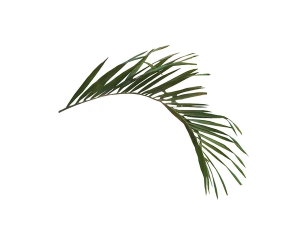 Kırpma Yolu Ile Beyaz Arkaplanda Izole Yeşil Palmiye Yaprağı — Stok fotoğraf