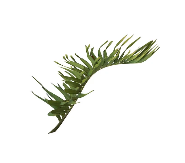 Grüne Palme Blatt Isoliert Auf Weißem Hintergrund Mit Clipping Pfad — Stockfoto