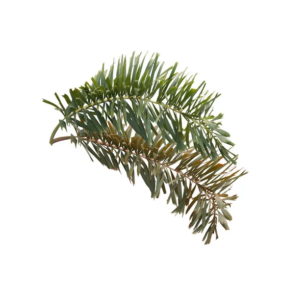 Grön Räv Palm Löv Vit Bakgrund — Stockfoto