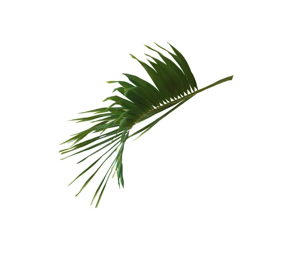 Green Palm Leaf Isolated White Background Clipping Path — Stock Photo, Image