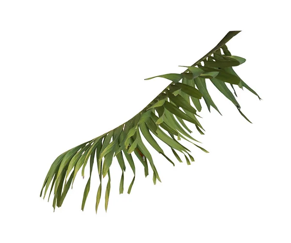 Green Palm Leaf Isolated White Background Clipping Path — Stock Photo, Image