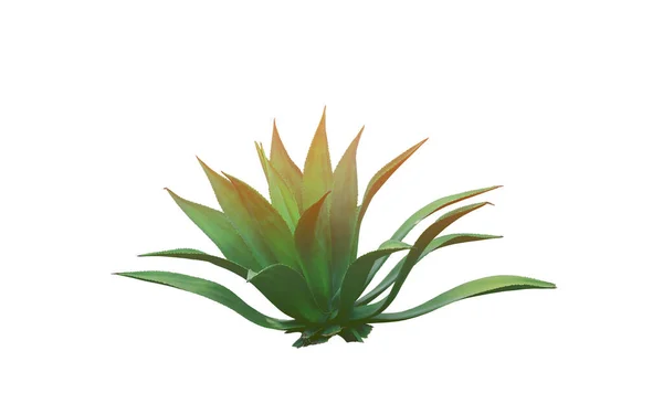 Kępa Kaktusa Liść Roślin Ozdobnych Izolowane Białym Tle — Zdjęcie stockowe