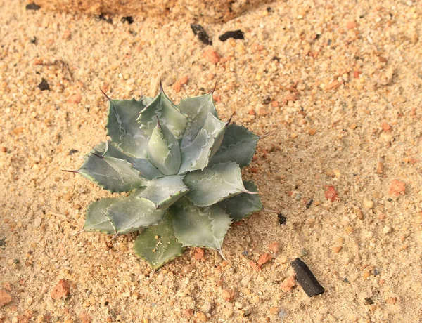 Kum Manzarasında Büyüyen Kaktüs — Stok fotoğraf