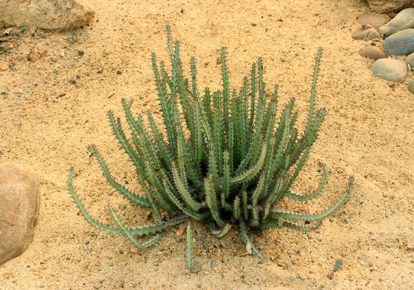 Cactus Poussant Dans Sable — Photo