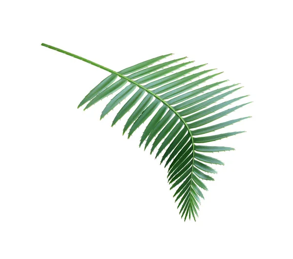 Green Palm Leaf Isolated White Background Clipping Path — Stock Photo, Image