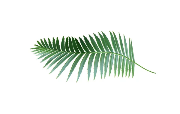 Green Palm Leaf Isolated White Background Clipping Path — Stock Photo, Image