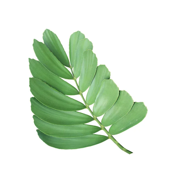 Aglomerado Folha Palma Planta Ornamental Isolado Fundo Branco — Fotografia de Stock