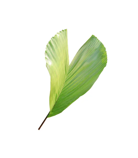 Πράσινο Φύλλο Φοίνικα Απομονωμένο Λευκό Φόντο — Φωτογραφία Αρχείου