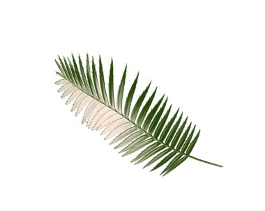 kırpma yolu ile beyaz arkaplanda izole yeşil palmiye yaprağı
