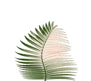kırpma yolu ile beyaz arkaplanda izole yeşil palmiye yaprağı