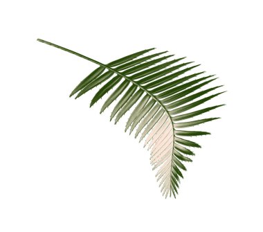 kırpma yolu ile beyaz arkaplanda izole yeşil palmiye yaprağı