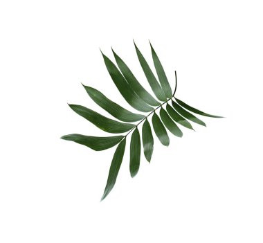 kırpma yolu ile beyaz arkaplanda izole yeşil palmiye yaprağı