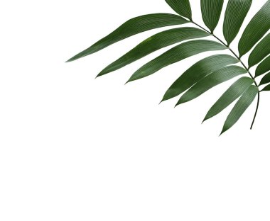 kırpma yolu ile beyaz arkaplanda izole yeşil palmiye yaprağı