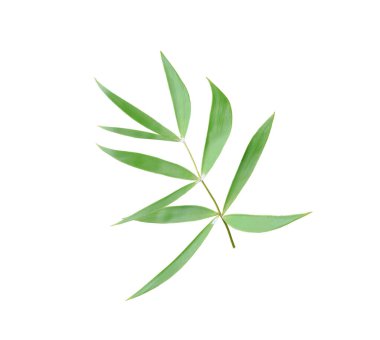 Beyaz arkaplanda izole edilmiş yeşil palmiye yaprağı