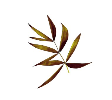 Beyaz arkaplanda izole edilmiş yeşil palmiye yaprağı