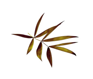 Beyaz arkaplanda izole edilmiş yeşil palmiye yaprağı