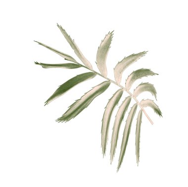 Beyaz arkaplanda izole edilmiş yeşil palmiye yaprağı