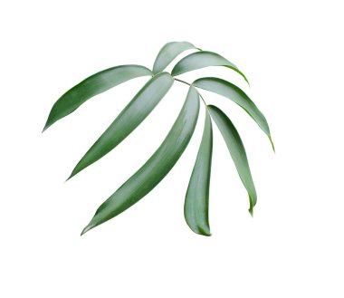 kırpma yolu ile beyaz arkaplanda izole yeşil palmiye yaprağı