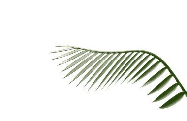 kırpma yolu ile beyaz arkaplanda izole yeşil palmiye yaprağı