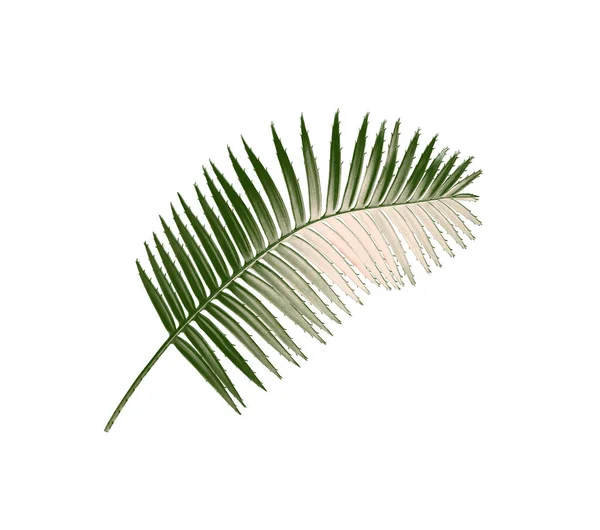 Зелений Пальмовий Лист Ізольований Білому Тлі Відсічним Контуром — стокове фото