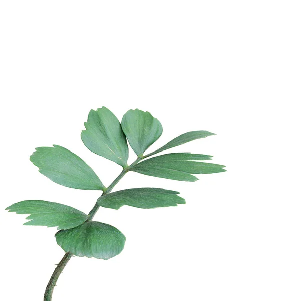 Πράσινο Φύλλο Φοίνικα Απομονωμένο Λευκό Φόντο — Φωτογραφία Αρχείου