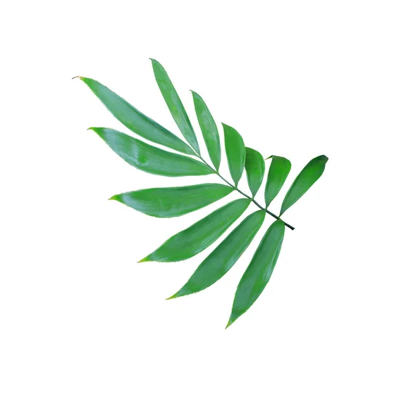 Grönt Palmblad Isolerad Vit Bakgrund — Stockfoto