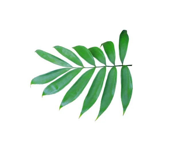 green palm leaf isolated on white background 