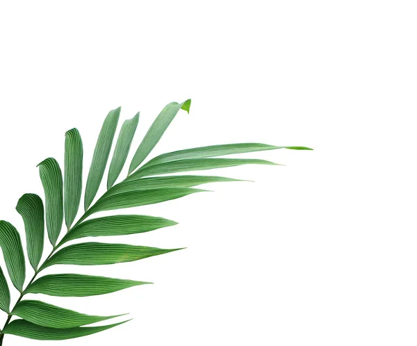 Green Leaf Palm Tree Isolated White Background — Stock Photo, Image