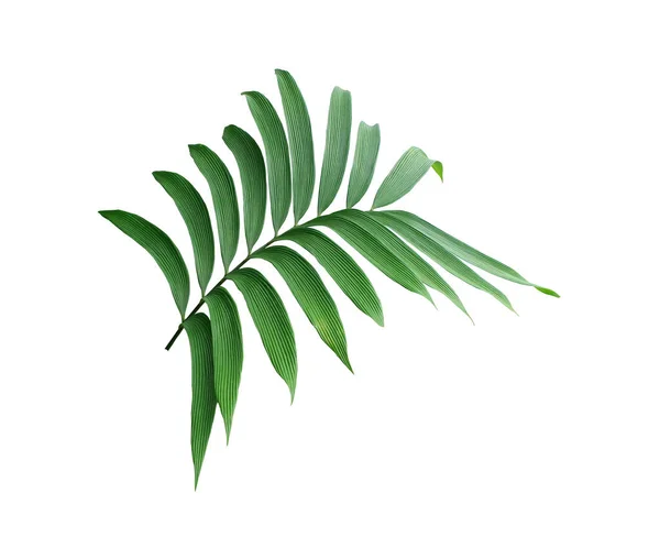 Green Leaf Palm Tree Isolated White Background — Stock Photo, Image