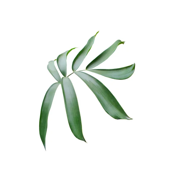 Πράσινο Φύλλο Φοίνικα Απομονωμένο Λευκό Φόντο Μονοπάτι Απόληξης — Φωτογραφία Αρχείου