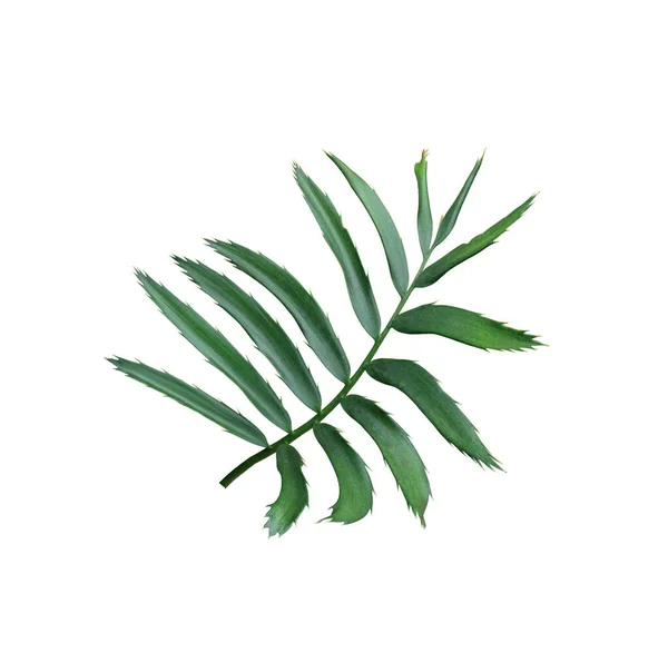 Hoja Verde Palmera Aislada Sobre Fondo Blanco — Foto de Stock