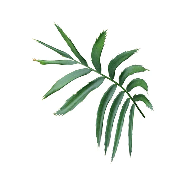 green leaf of palm tree isolated on white background
