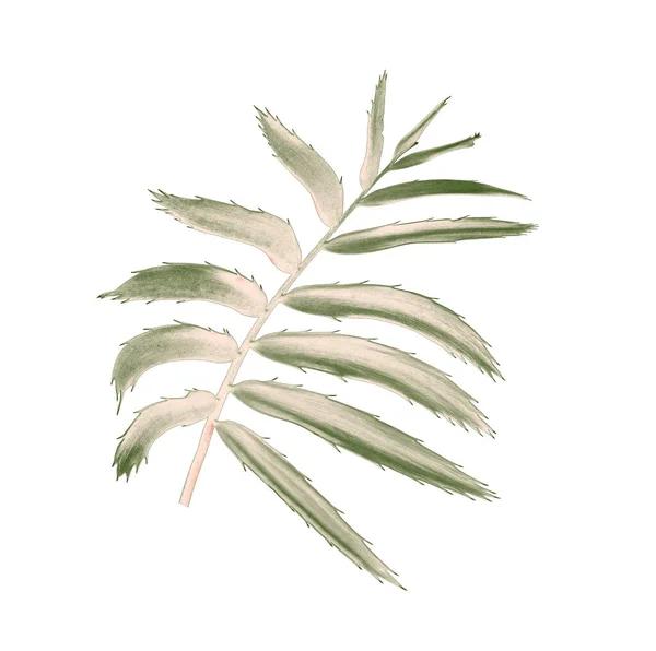 green leaf of palm tree isolated on white background