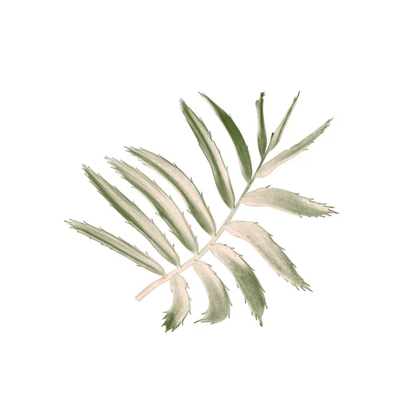 Beyaz Arkaplanda Izole Edilmiş Yeşil Palmiye Yaprağı — Stok fotoğraf