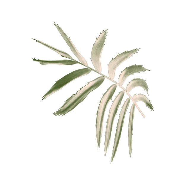 green leaf of palm tree isolated on white background