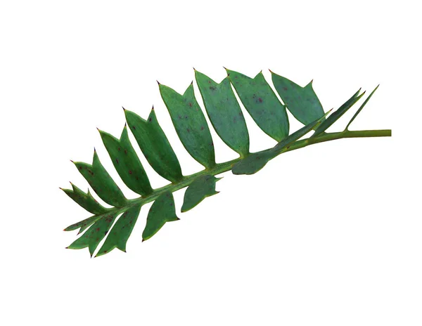 Зеленый Лист Пальмы Белом Фоне — стоковое фото