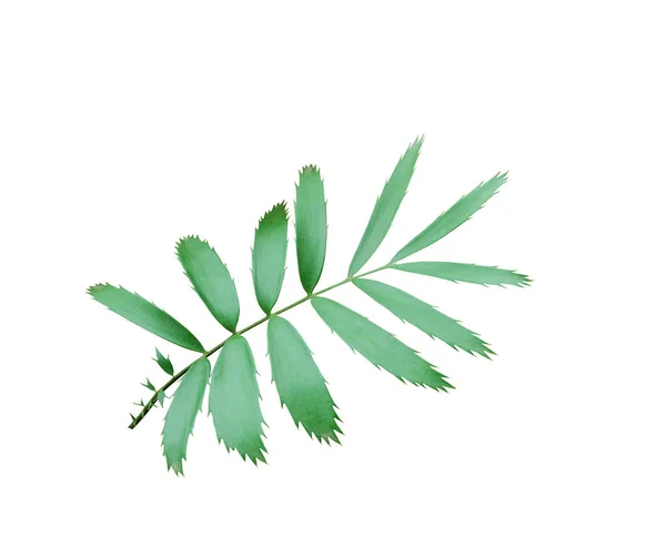 Zelený Palmový List Izolované Bílém Pozadí Výstřižkem Cesta — Stock fotografie