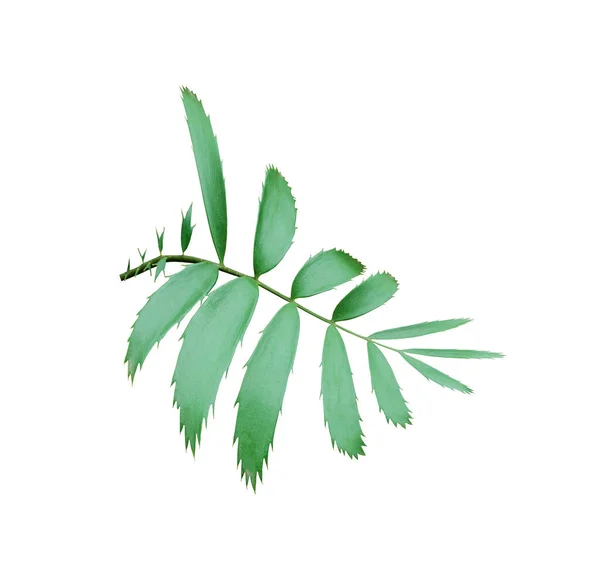 배경에 분리되어 초록빛 야자나무 잎으로 — 스톡 사진