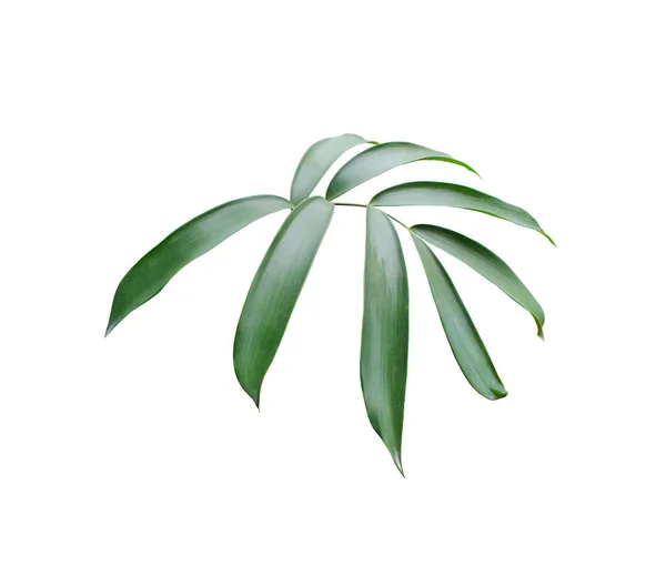 Grüne Palme Blatt Isoliert Auf Weißem Hintergrund Mit Clipping Pfad — Stockfoto