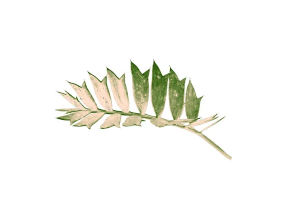 Beyaz Arkaplanda Yeşil Palmiye Yaprağı Izole — Stok fotoğraf