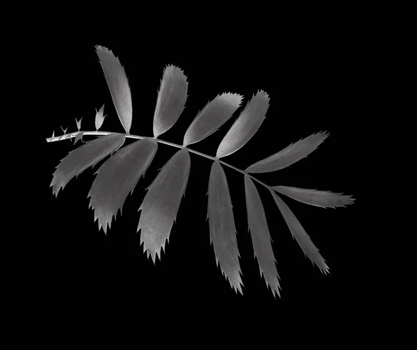 Groen Palmblad Geïsoleerd Witte Achtergrond Met Knippad — Stockfoto