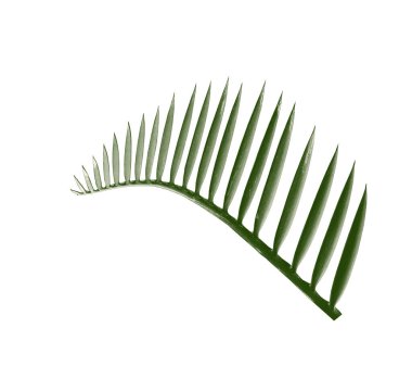 kırpma yolu ile beyaz arkaplanda izole yeşil palmiye yaprağı