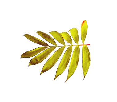 Beyaz arkaplanda yeşil palmiye yaprağı izole 