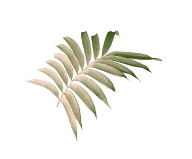 Beyaz arkaplanda izole edilmiş yeşil palmiye yaprağı