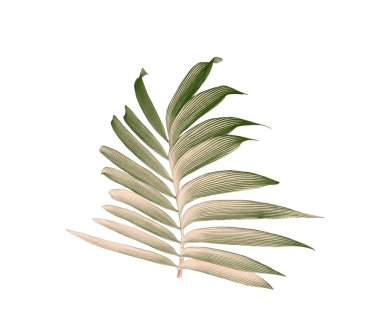 Beyaz arkaplanda izole edilmiş yeşil palmiye yaprağı