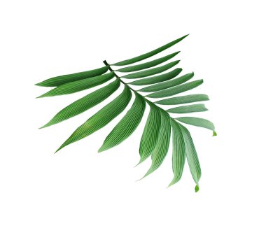Beyaz arkaplanda izole edilmiş yeşil palmiye yaprağı