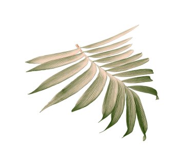 Beyaz arkaplanda izole edilmiş yeşil palmiye yaprağı