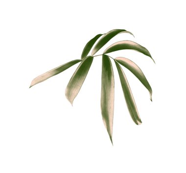 kırpma yolu ile beyaz arkaplanda izole yeşil palmiye yaprağı